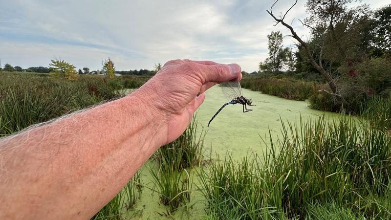 Photo of Lance-tipped Darner