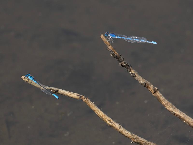 Photo of Azure Bluet