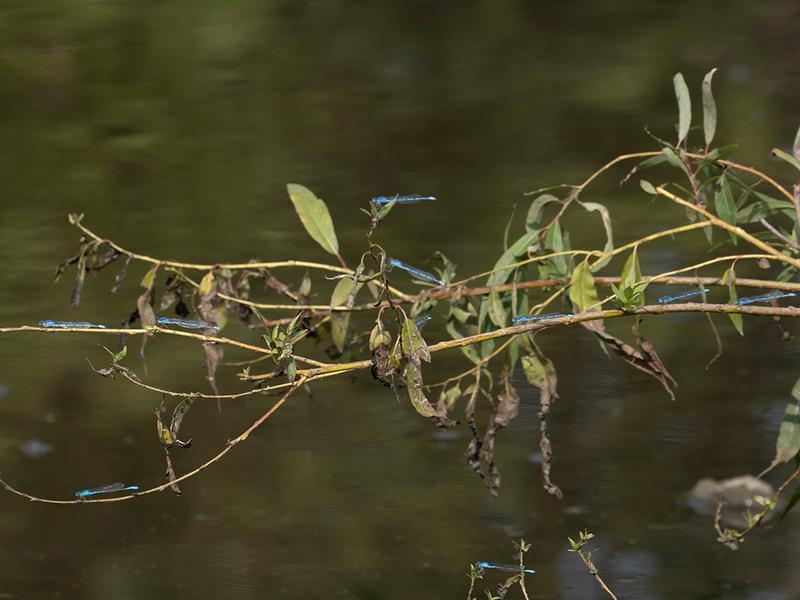 Photo of Familiar Bluet