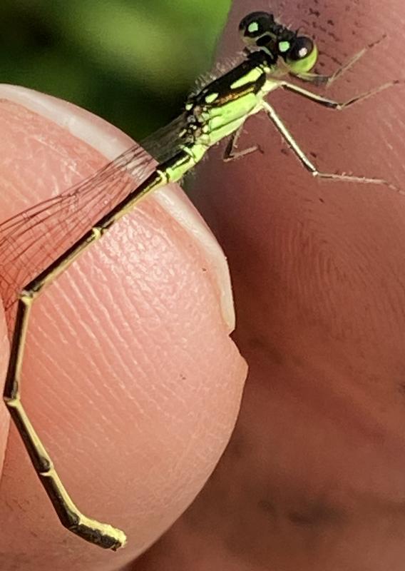 Photo of Fragile Forktail