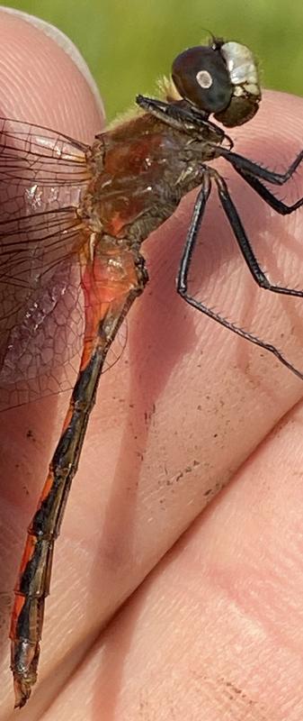 Photo of White-faced Meadowhawk