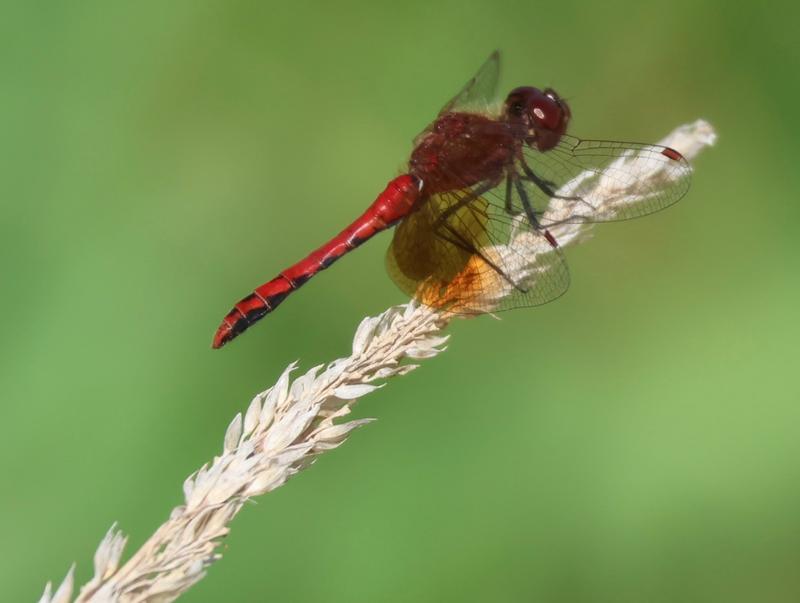 Photo of Band-winged Meadowhawk