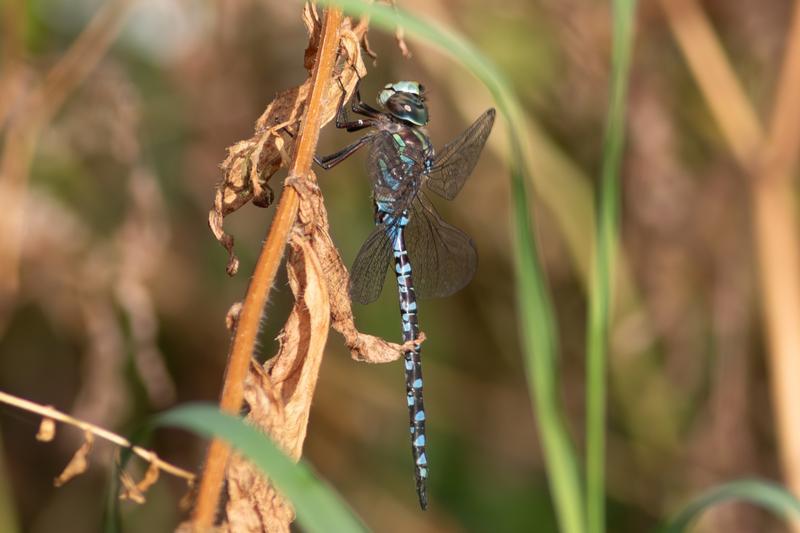 Photo of Canada Darner