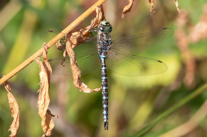 Photo of Canada Darner