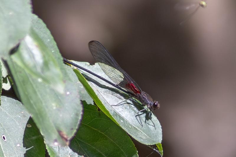 Photo of Smoky Rubyspot