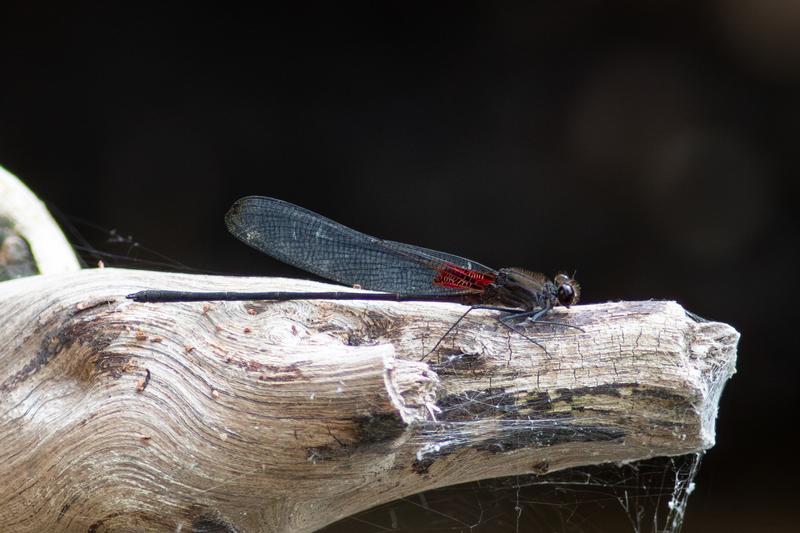 Photo of Smoky Rubyspot