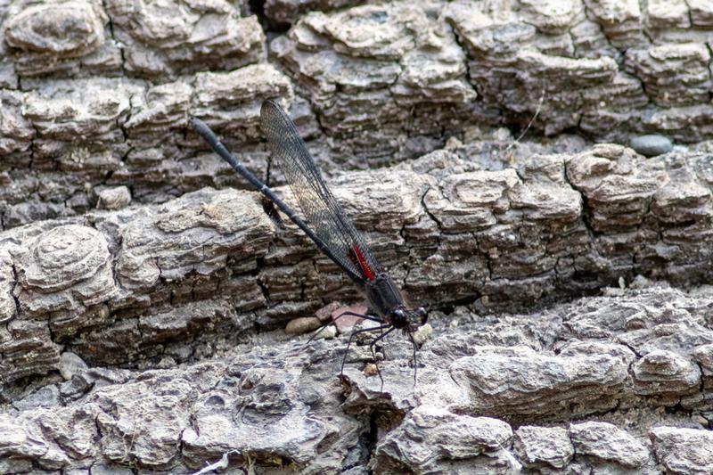 Photo of Smoky Rubyspot