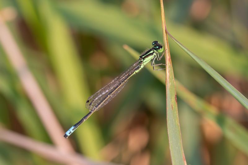 Photo of Eastern Forktail