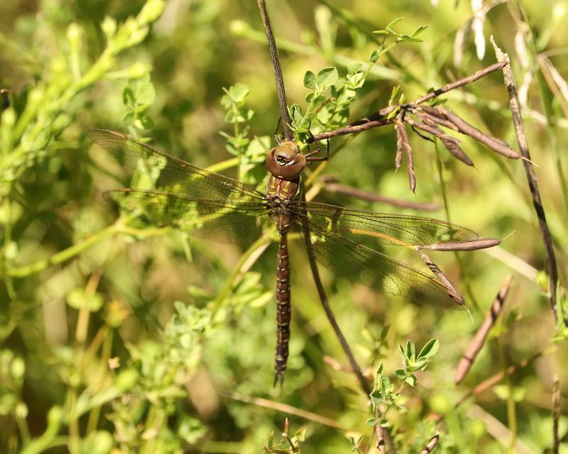 Photo of Shadow Darner