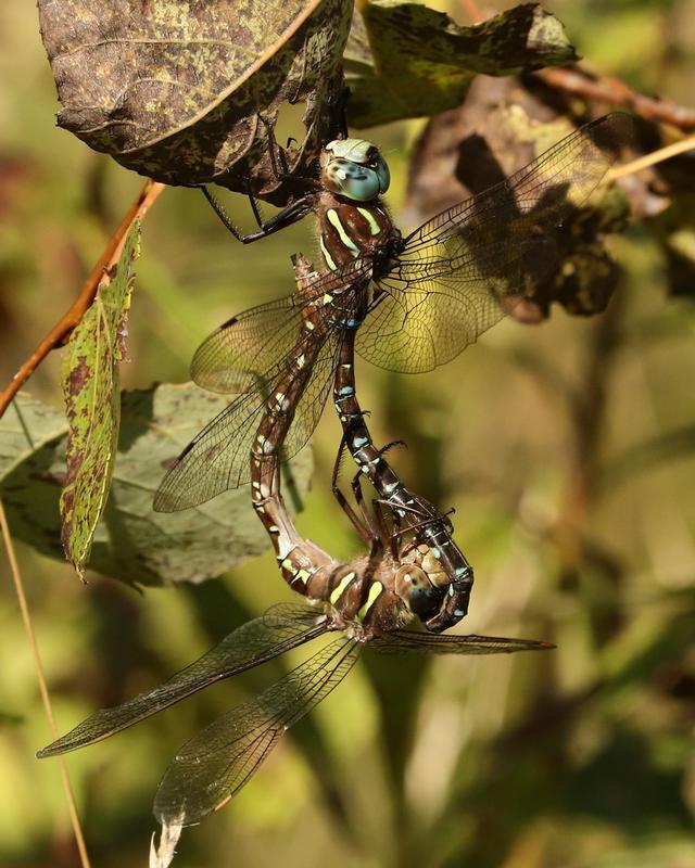 Photo of Shadow Darner