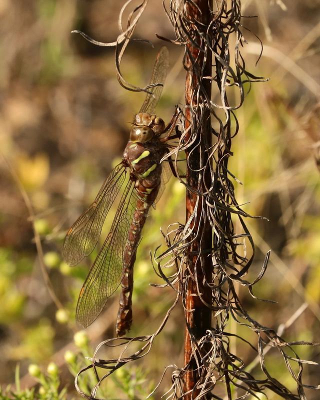 Photo of Shadow Darner