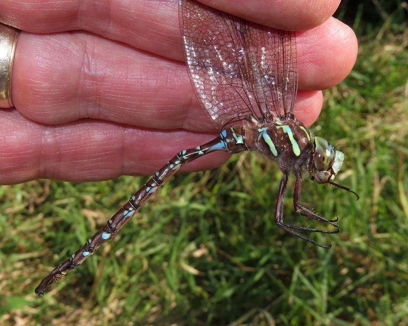 Photo of Shadow Darner