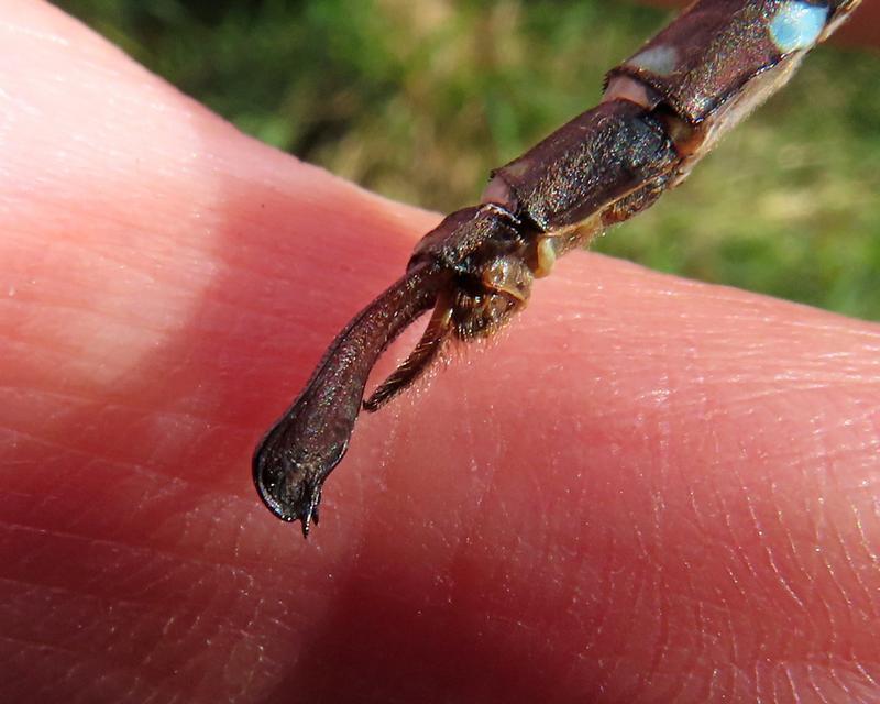 Photo of Shadow Darner