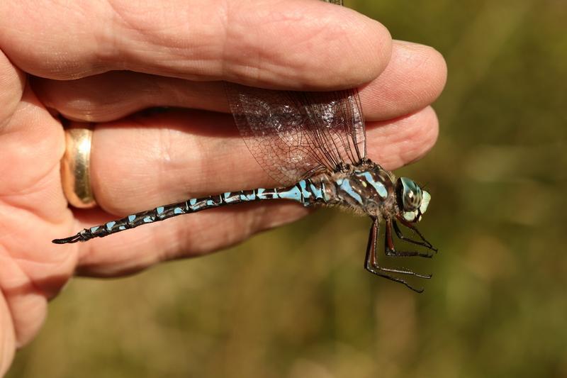 Photo of Canada Darner