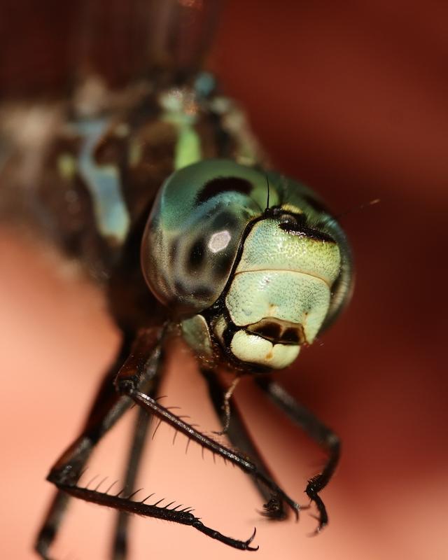 Photo of Canada Darner