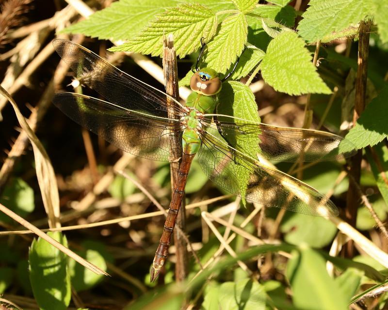 Photo of Common Green Darner