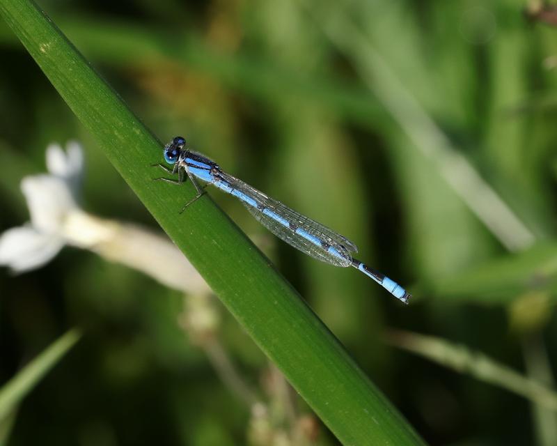 Photo of Familiar Bluet
