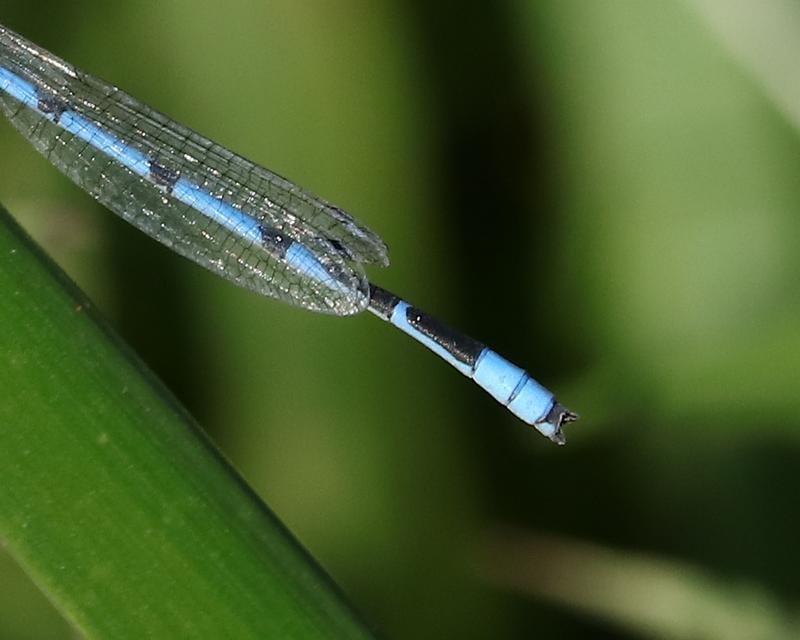 Photo of Familiar Bluet