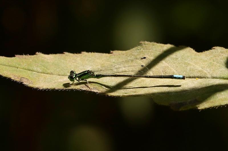 Photo of Eastern Forktail