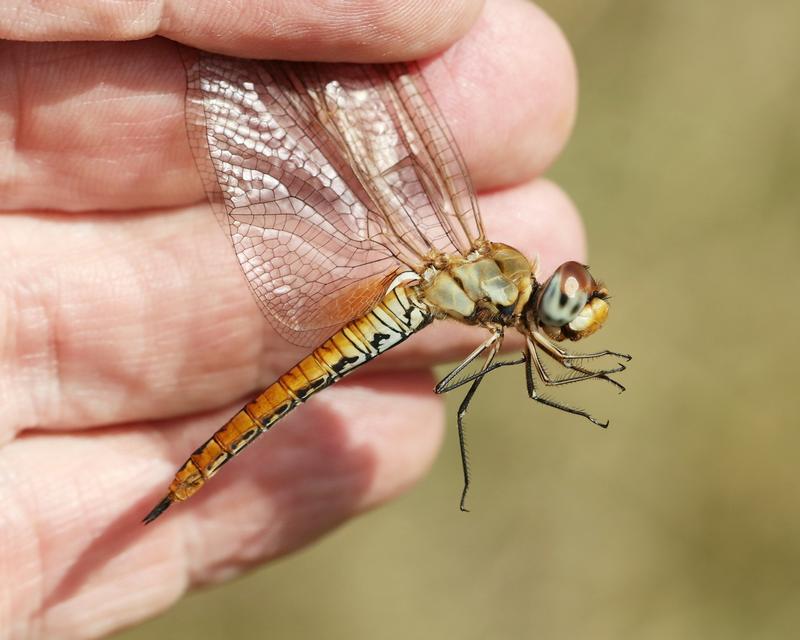 Photo of Wandering Glider