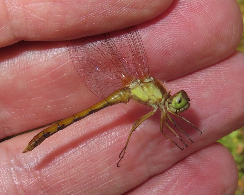 Photo of Autumn Meadowhawk