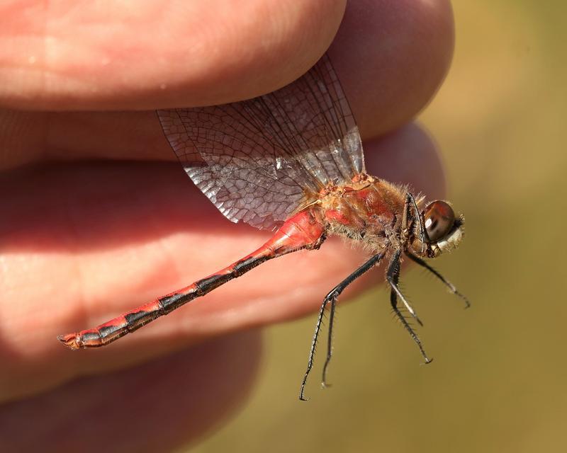 Photo of White-faced Meadowhawk