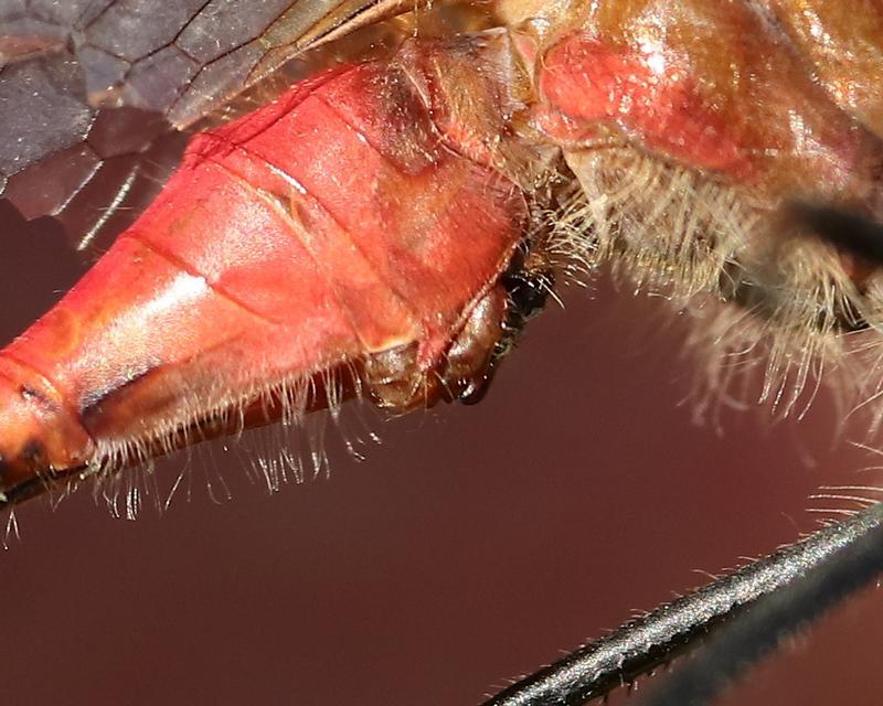 Photo of White-faced Meadowhawk