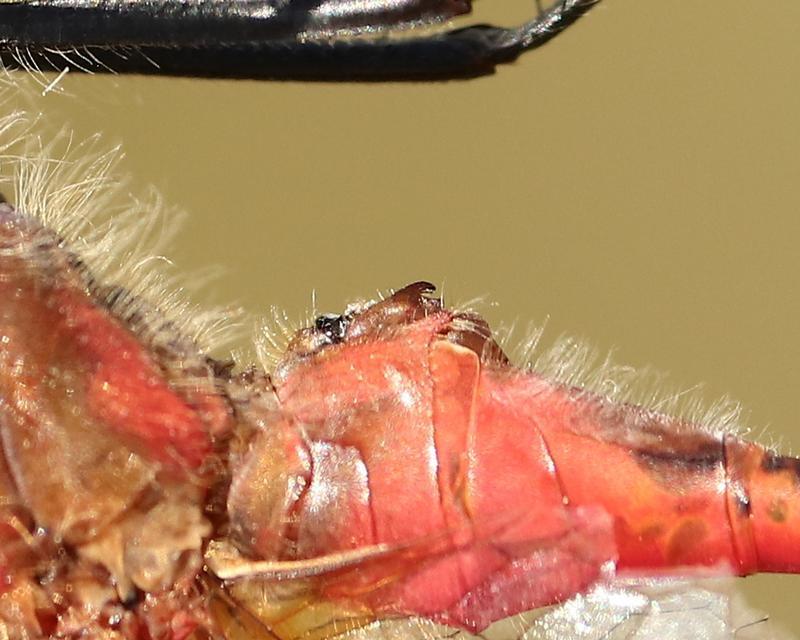 Photo of White-faced Meadowhawk