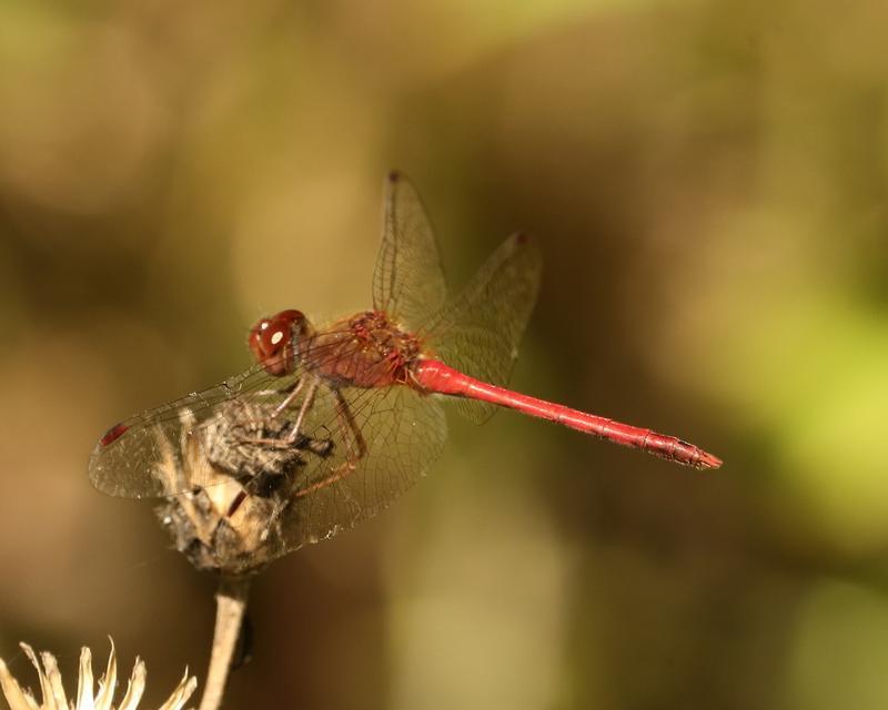 Photo of Autumn Meadowhawk