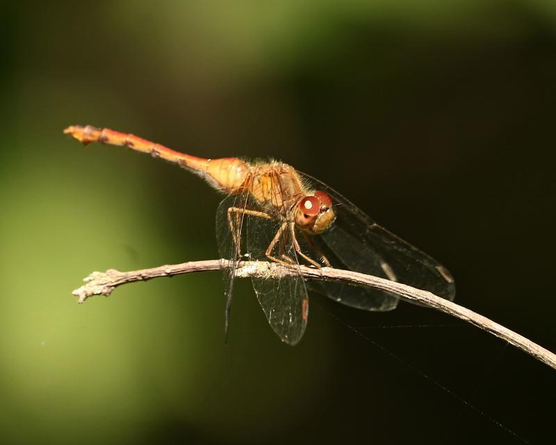 Photo of Autumn Meadowhawk