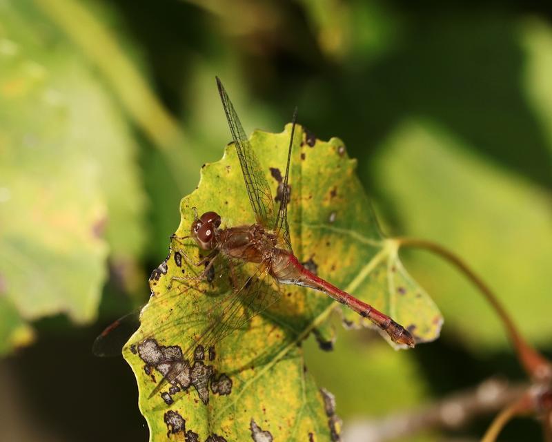 Photo of Autumn Meadowhawk