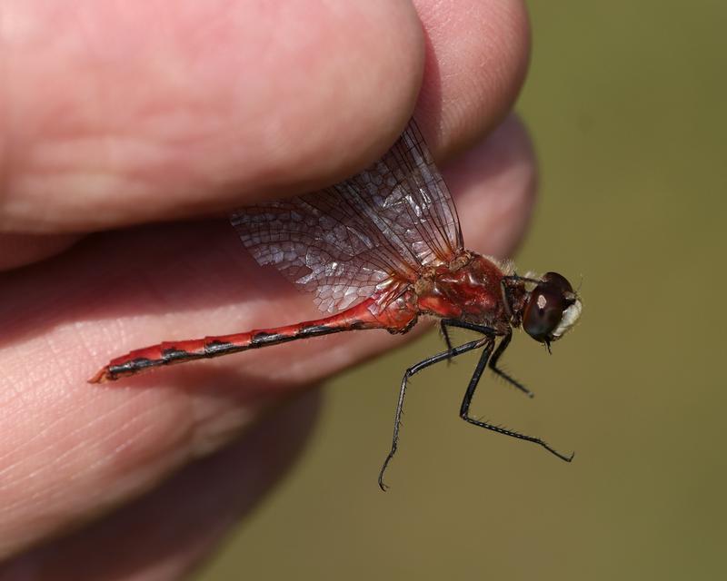 Photo of White-faced Meadowhawk