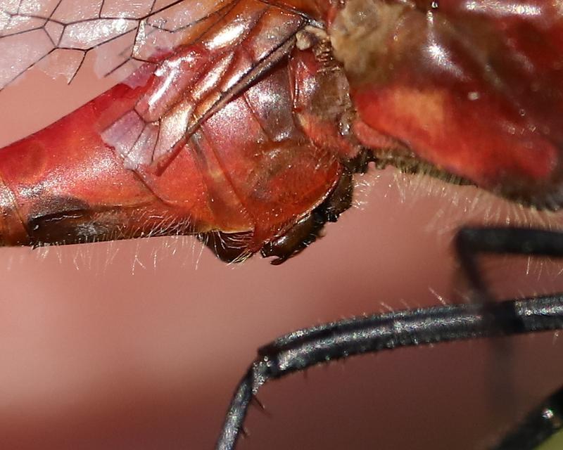 Photo of White-faced Meadowhawk