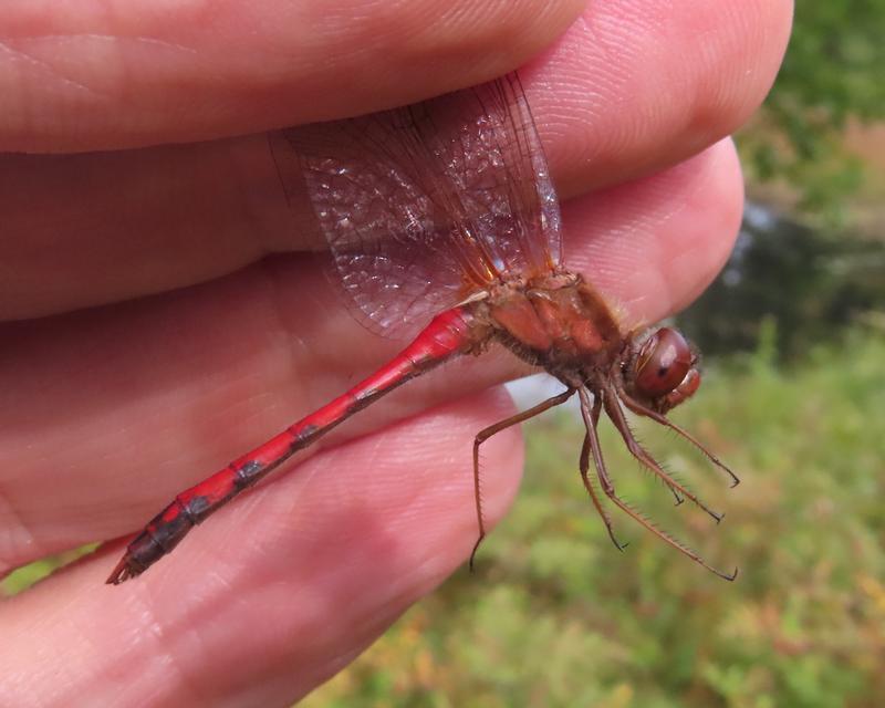 Photo of Autumn Meadowhawk