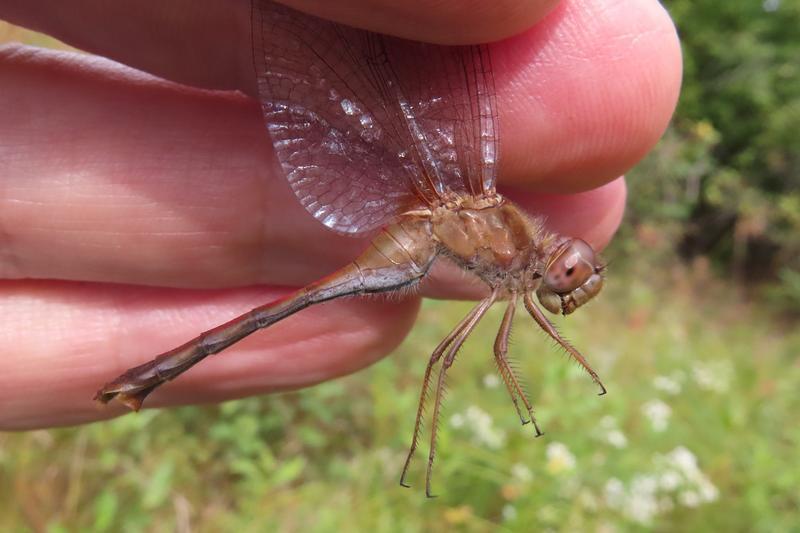 Photo of Autumn Meadowhawk