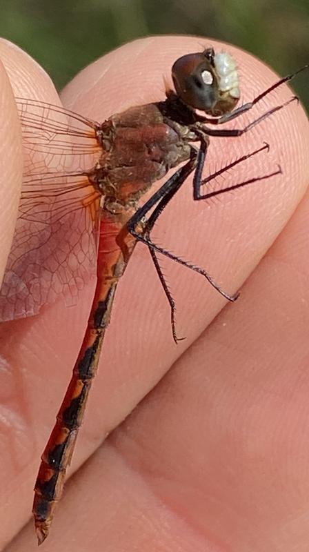 Photo of White-faced Meadowhawk