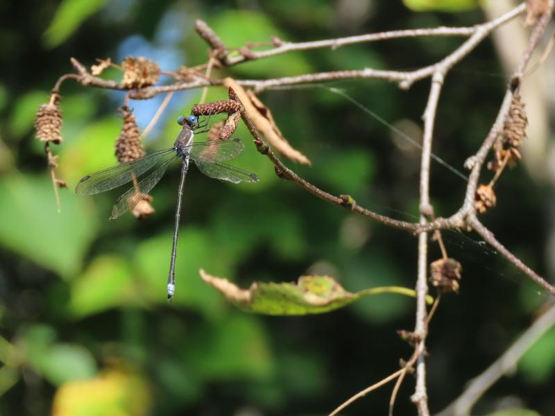 Photo of Great Spreadwing