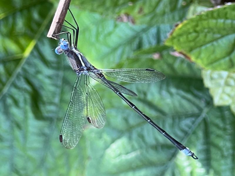 Photo of Great Spreadwing