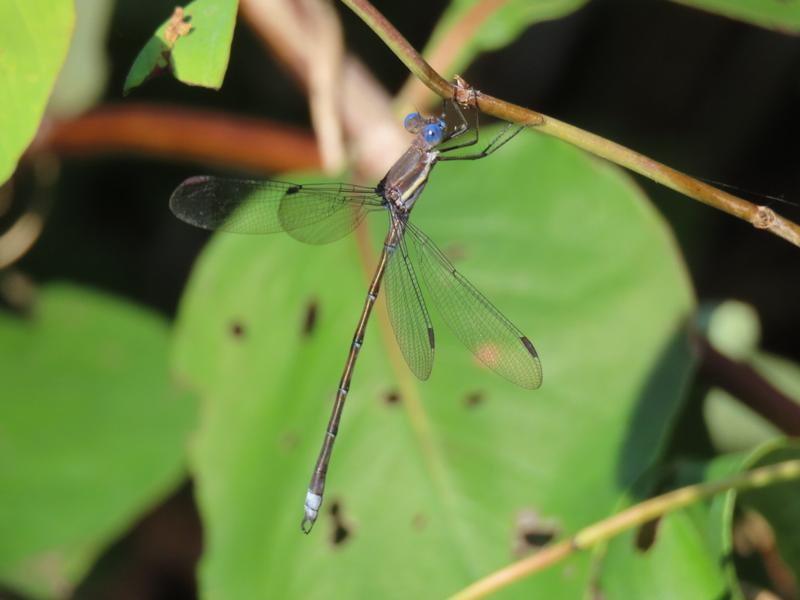 Photo of Great Spreadwing