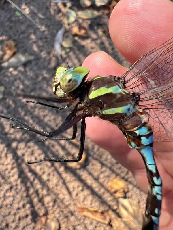 Photo of Lance-tipped Darner