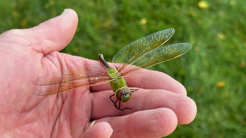 Photo of Common Green Darner