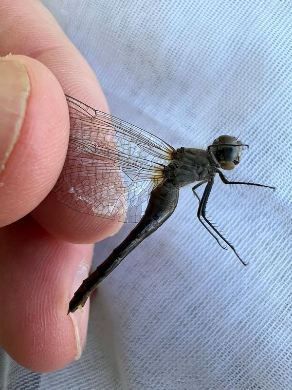 Photo of White-faced Meadowhawk