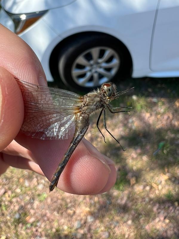 Photo of White-faced Meadowhawk