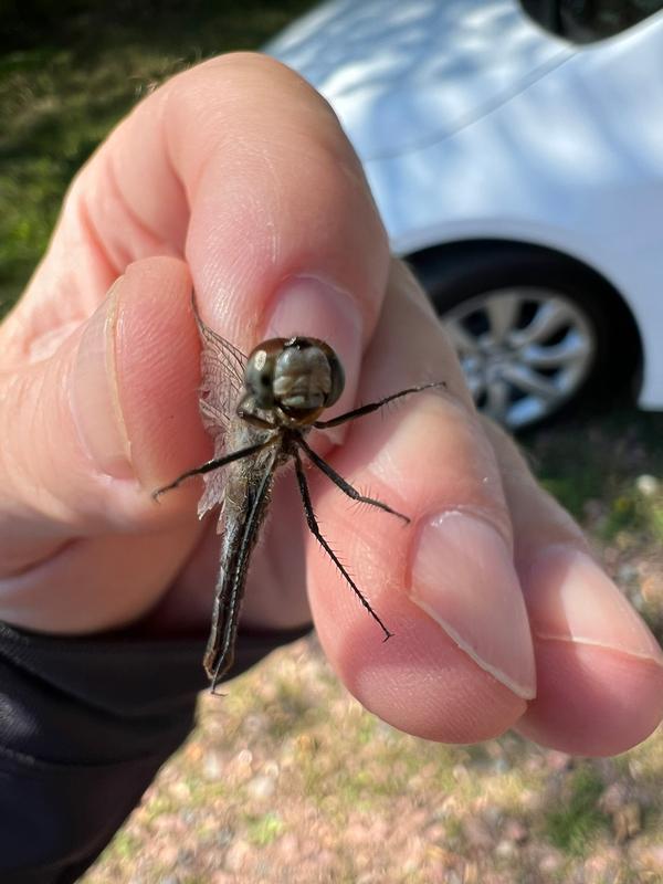 Photo of White-faced Meadowhawk