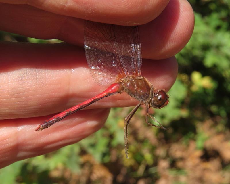 Photo of Autumn Meadowhawk