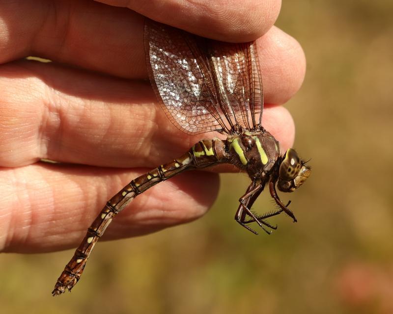 Photo of Shadow Darner