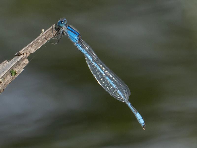 Photo of Familiar Bluet