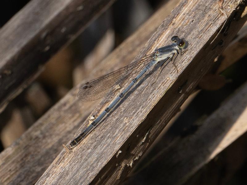 Photo of Fragile Forktail