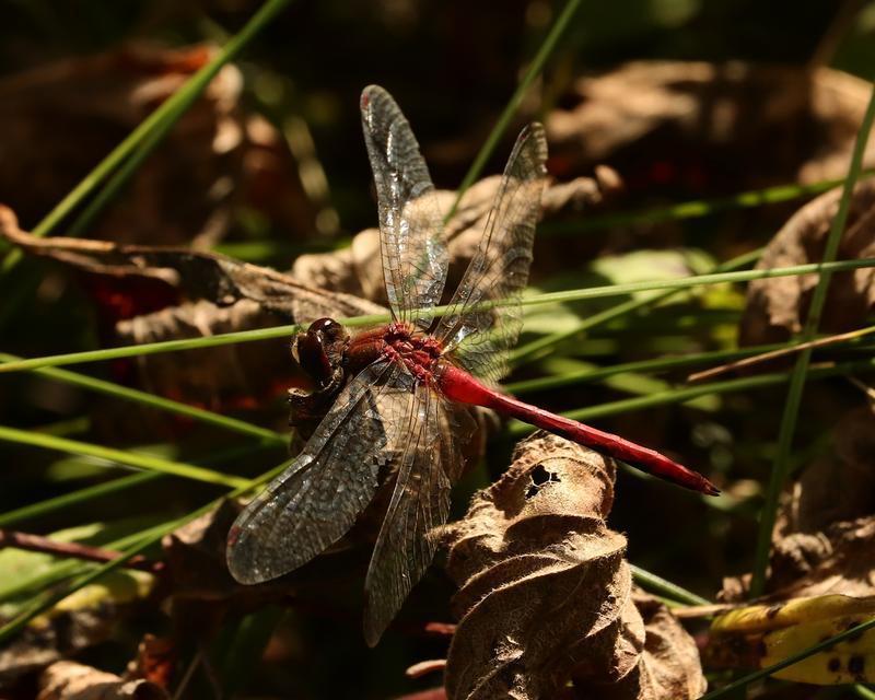 Photo of White-faced Meadowhawk