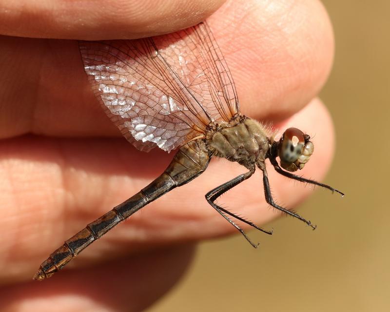 Photo of White-faced Meadowhawk